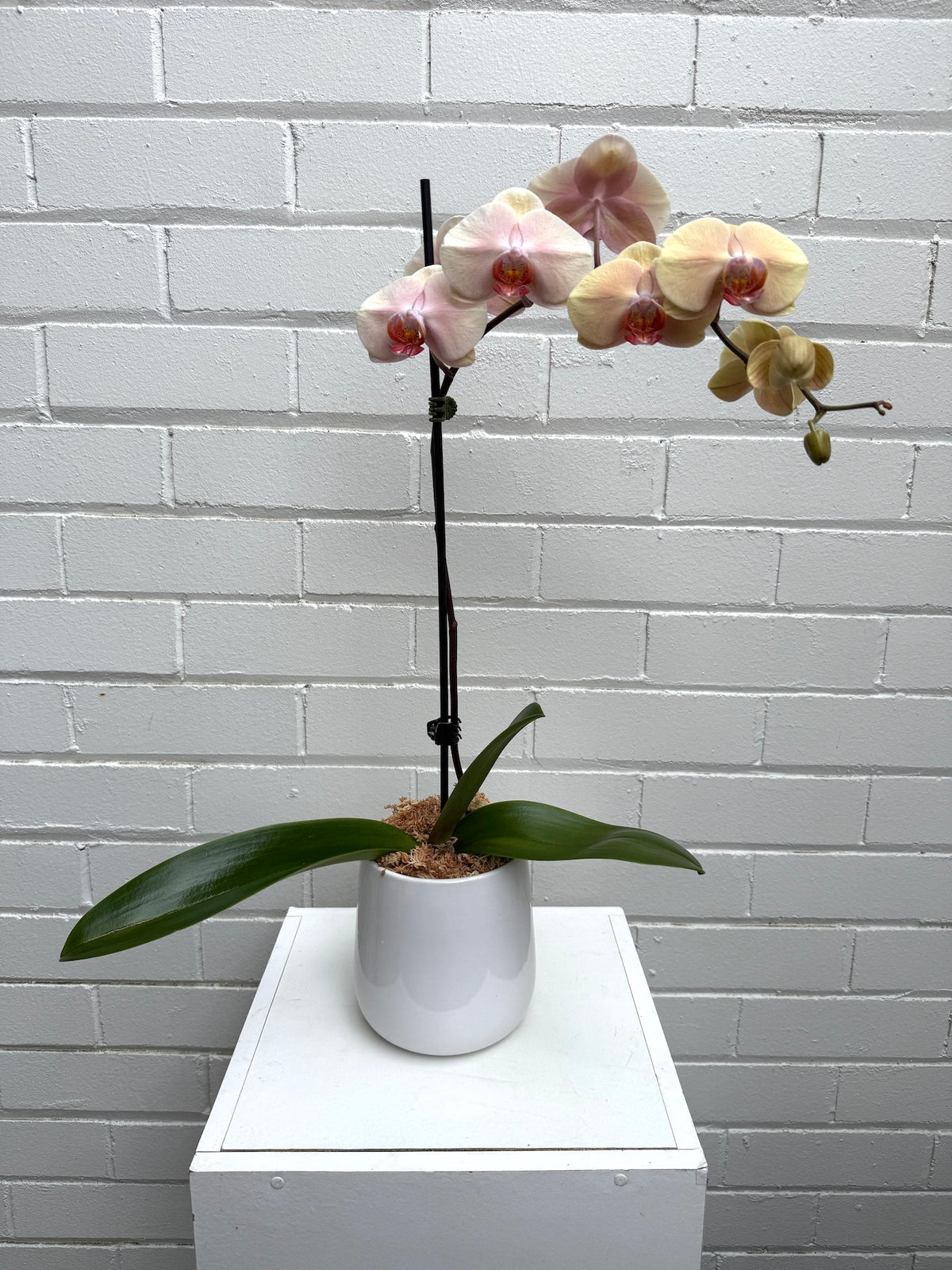 premium orchid colour sydney gift delivery