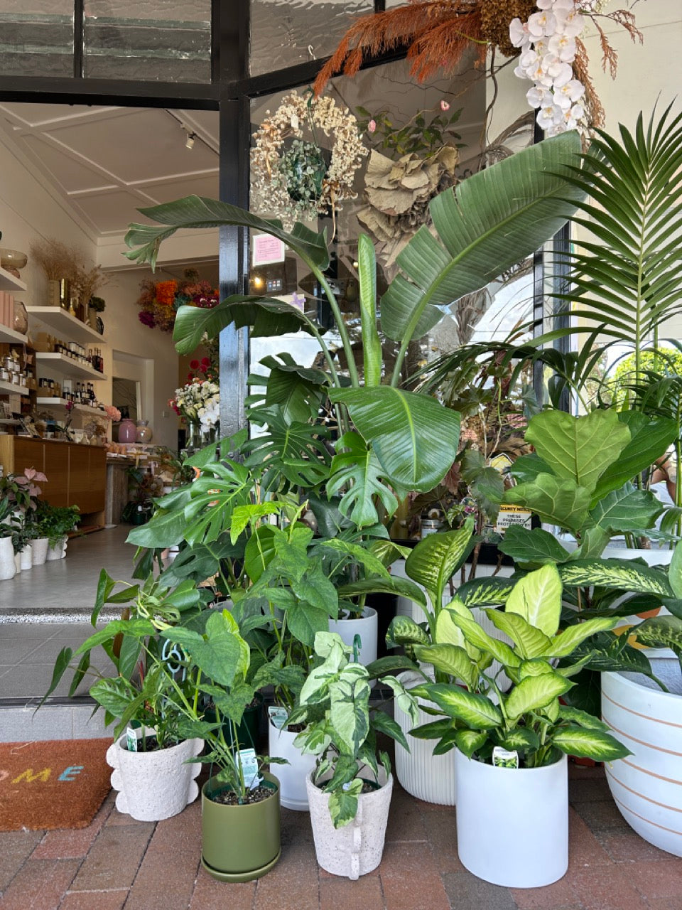 Shop Indoor Plant Gifts Sydney Delivery