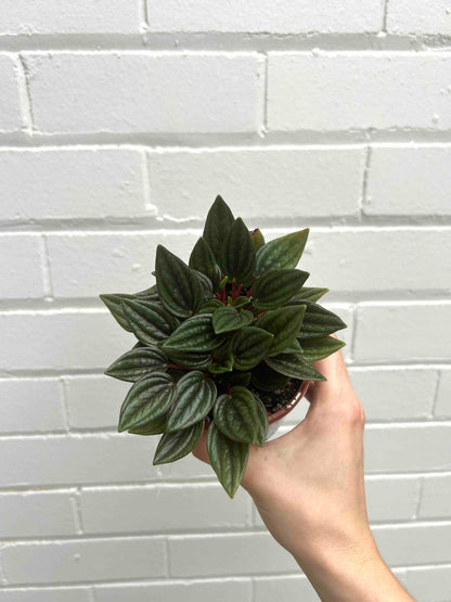 Mini Indoor 100mm Pot Plants