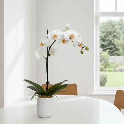 White orchid in a pot on a white table with a window in the background