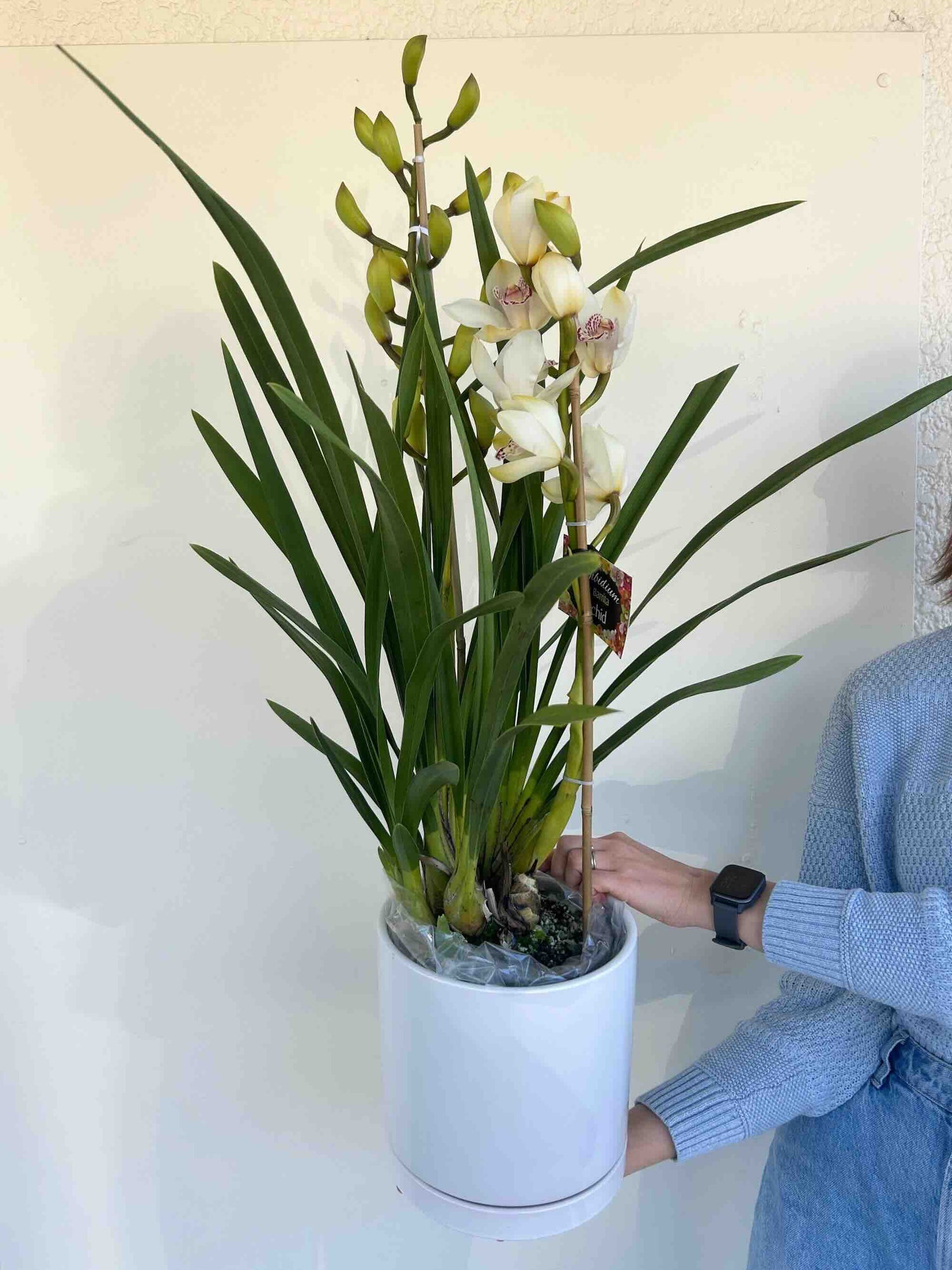 white cymbidium orchid two spikes gift delivery
