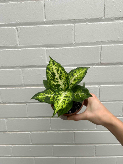 Dumb Cane Plant