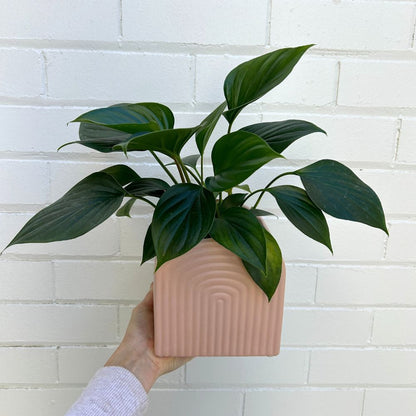 Pink Arch Gatsby Planter Pot