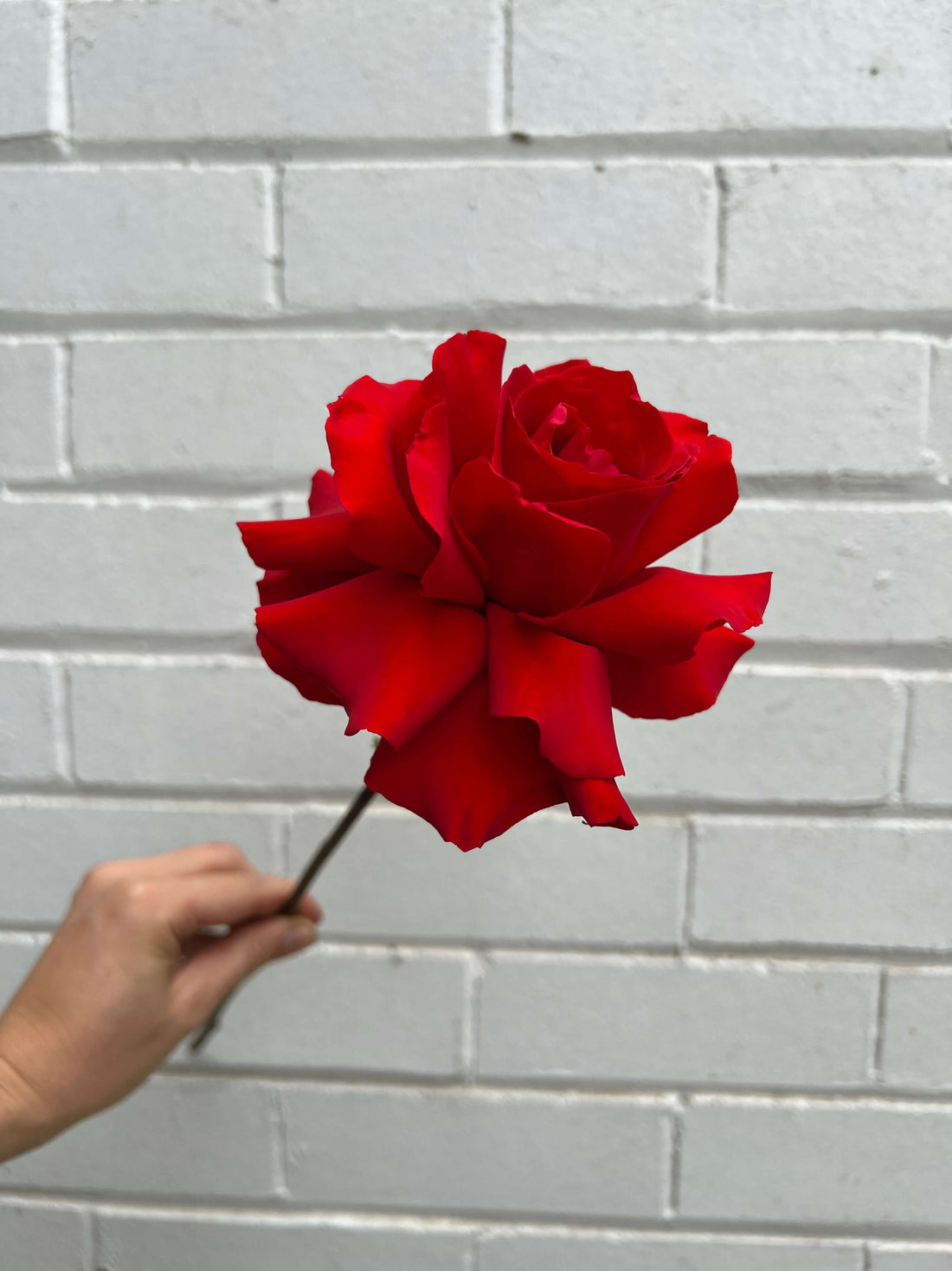 One Perfect Rose
